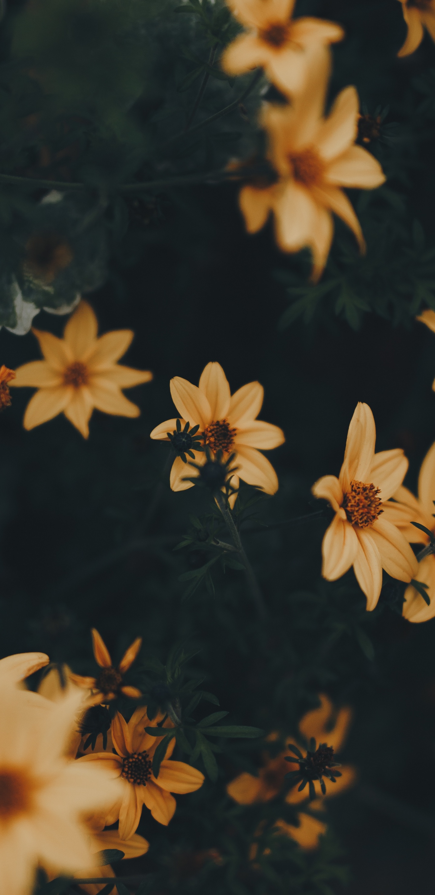 Yellow and Black Flowers in Bloom. Wallpaper in 1440x2960 Resolution