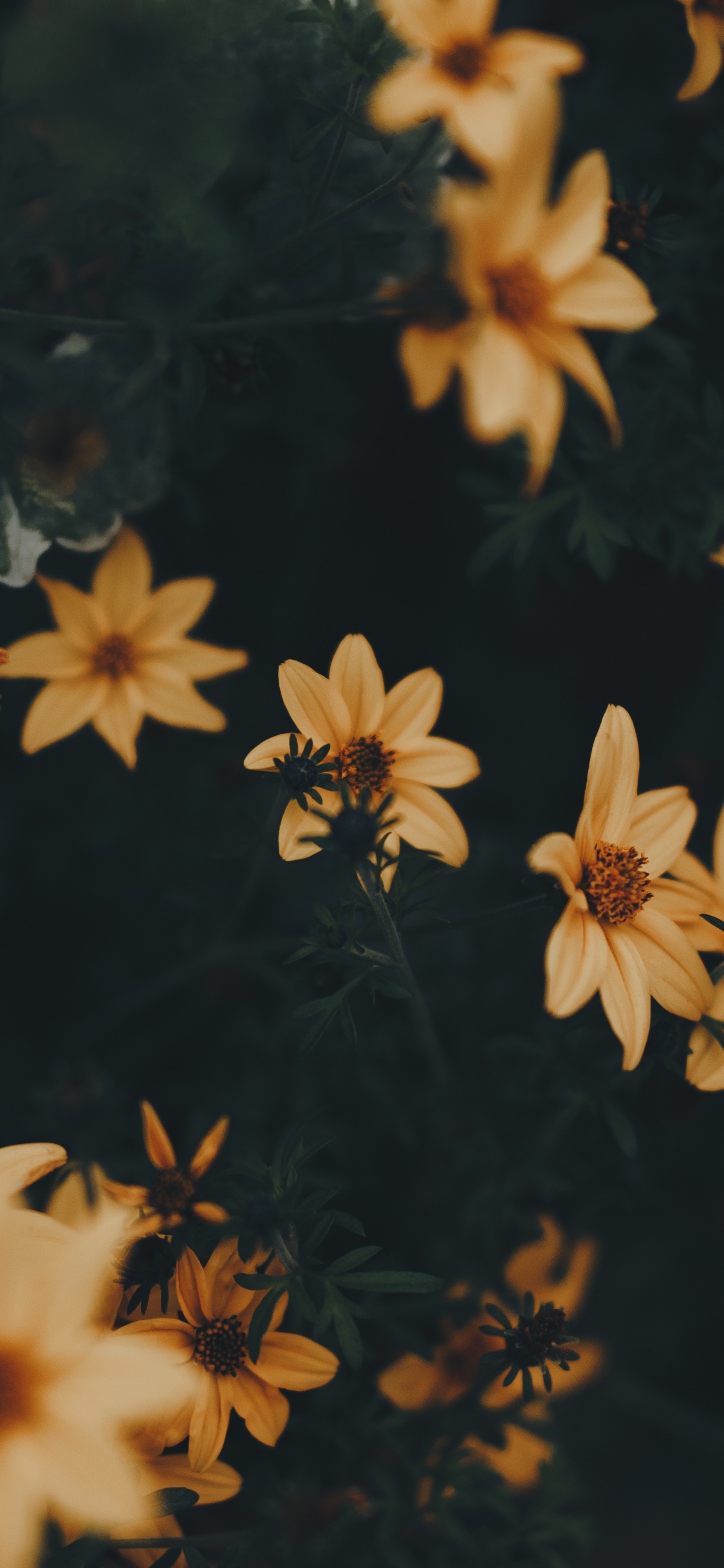 Flores Amarillas y Negras en Flor. Wallpaper in 1125x2436 Resolution