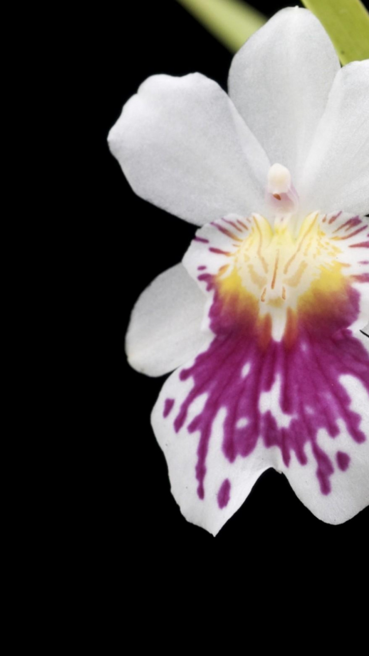 Flor Blanca y Morada Con Fondo Negro. Wallpaper in 750x1334 Resolution