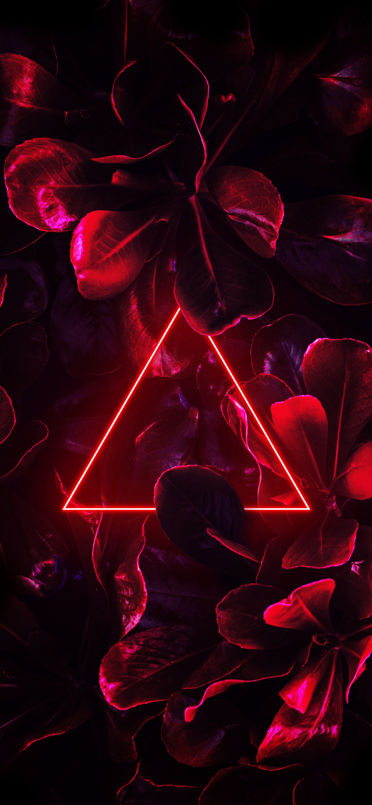 Light, Neon, Purple, Petal, Pink. Wallpaper in 1242x2688 Resolution