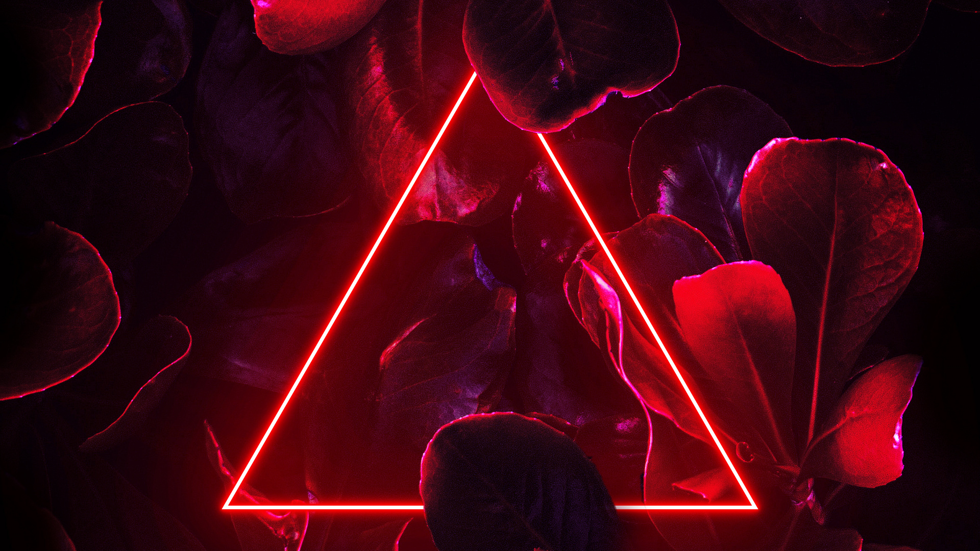 Light, Neon, Purple, Petal, Pink. Wallpaper in 1920x1080 Resolution