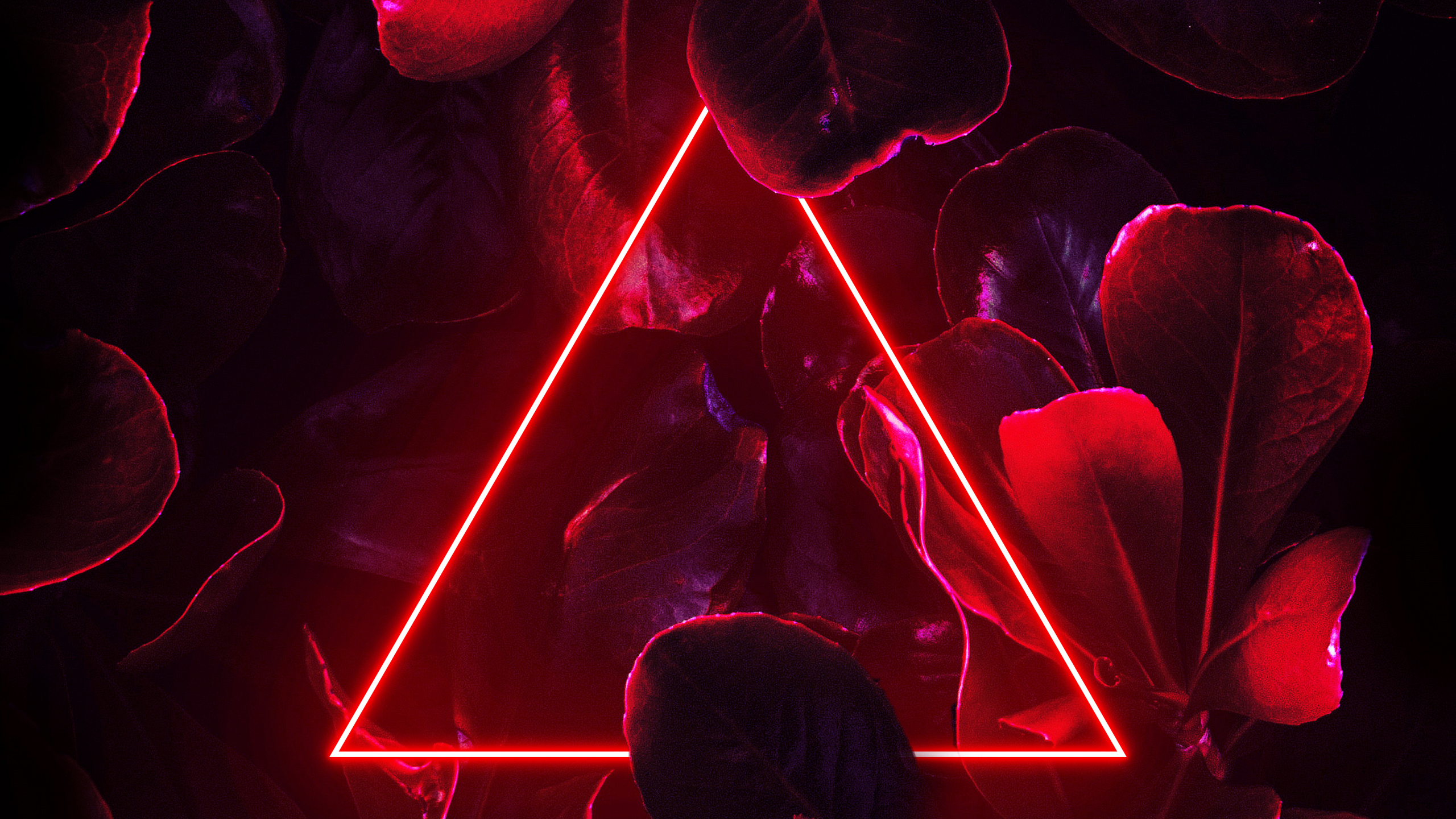 Light, Neon, Purple, Petal, Pink. Wallpaper in 2560x1440 Resolution