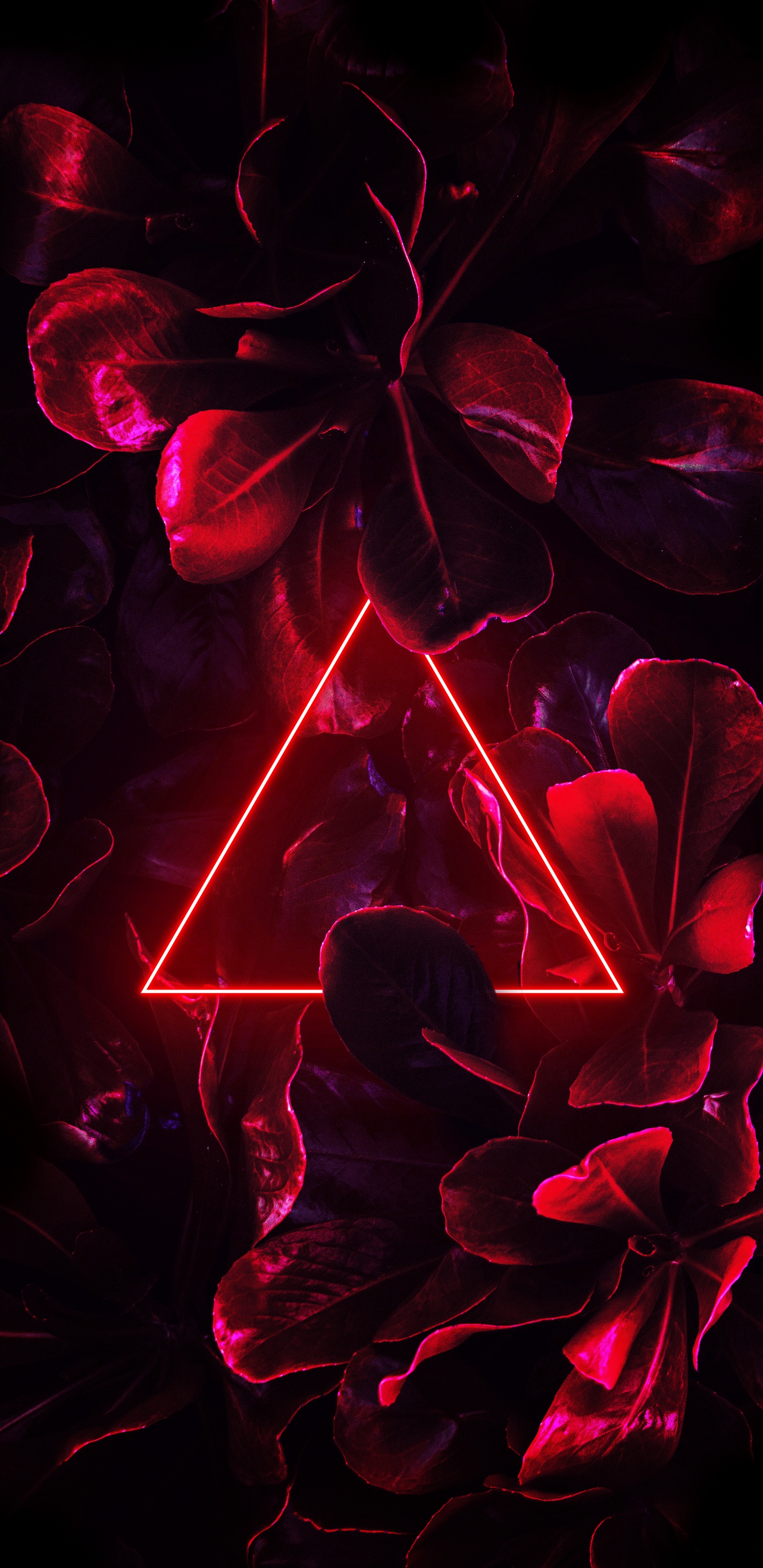 Luz, Neon, Morado, Pétalo, Rosa. Wallpaper in 1440x2960 Resolution