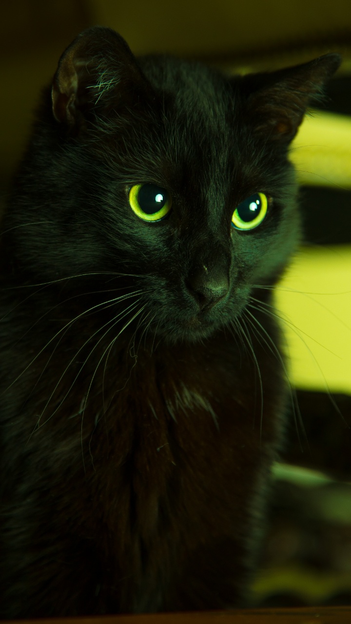 Schwarze Katze in Tilt-Shift-Linse. Wallpaper in 720x1280 Resolution