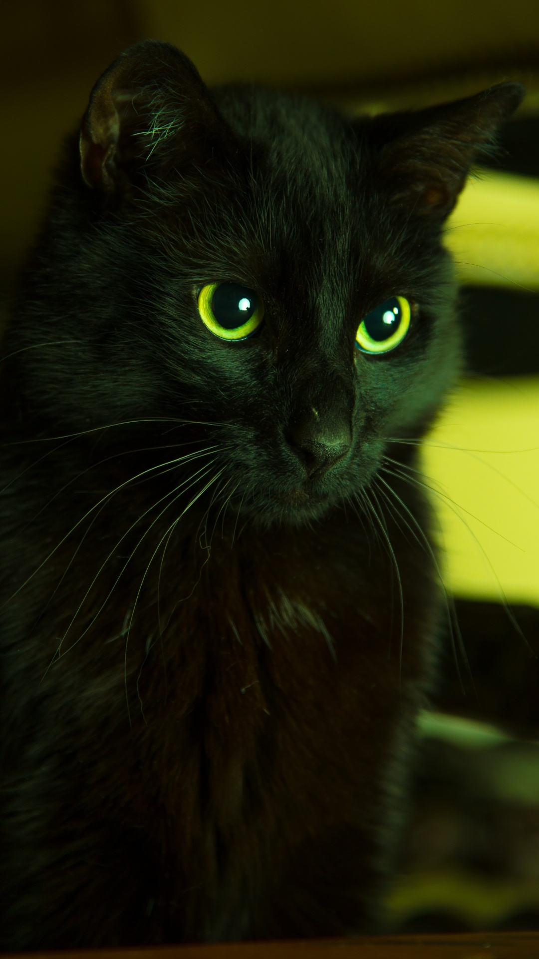 黑色的猫, 绿色的, 胡须, 猫科, 黑色的 壁纸 1080x1920 允许