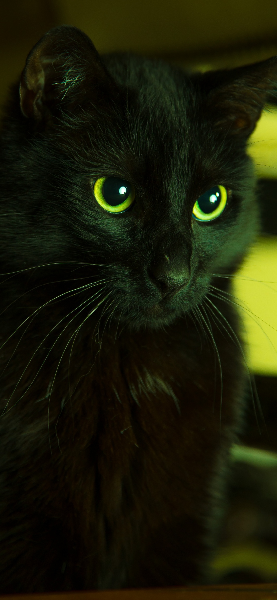黑色的猫, 绿色的, 胡须, 猫科, 黑色的 壁纸 1125x2436 允许
