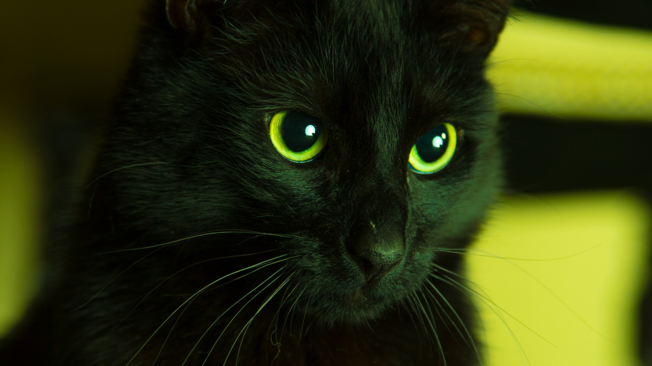黑色的猫, 绿色的, 胡须, 猫科, 黑色的 壁纸 1280x720 允许