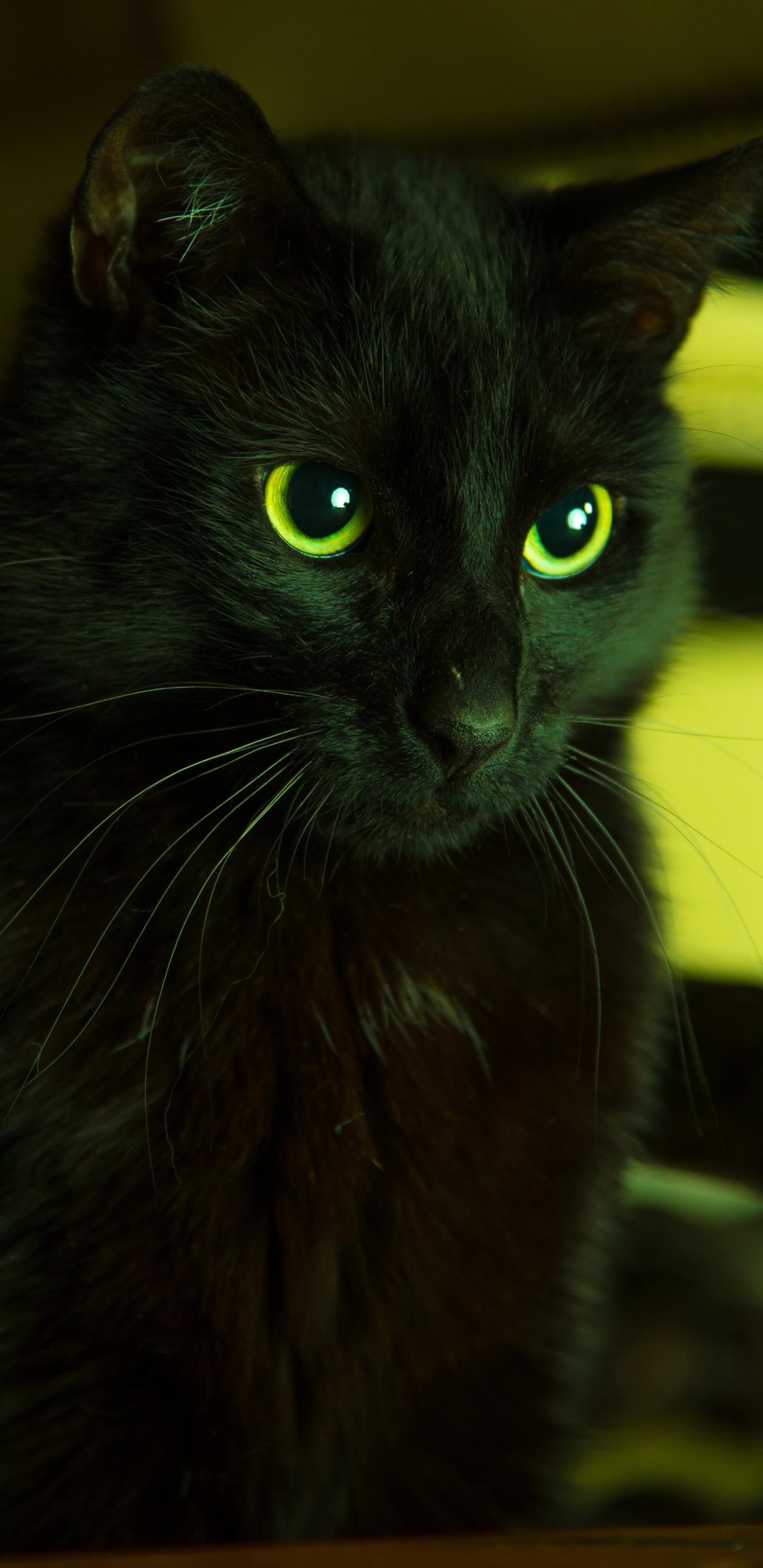 黑色的猫, 绿色的, 胡须, 猫科, 黑色的 壁纸 1440x2960 允许