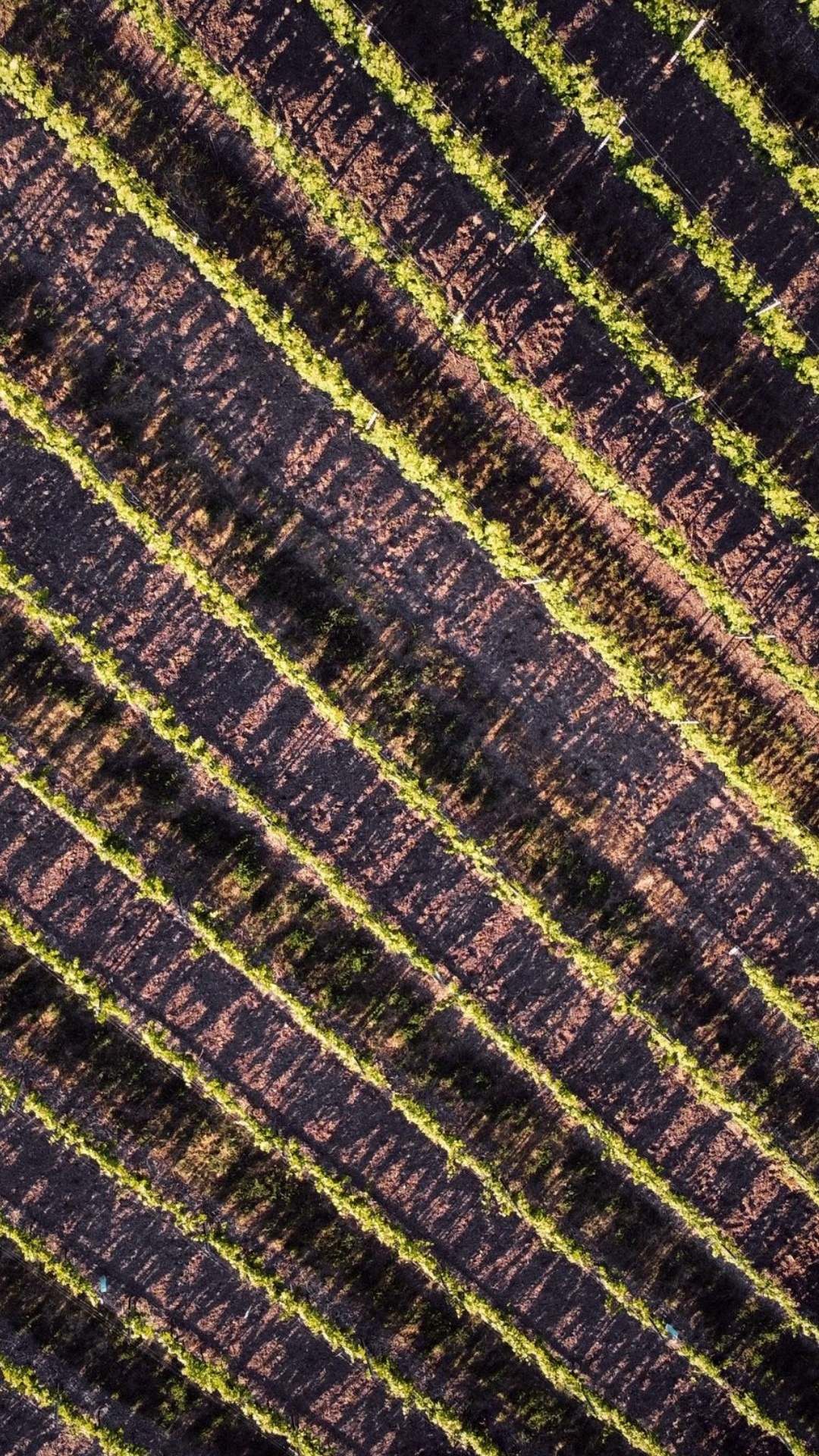 Feld, Geometrie, Mathematik, Brown, Purpur. Wallpaper in 1080x1920 Resolution