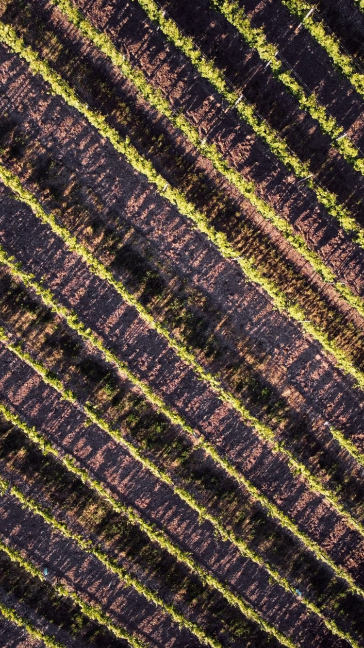 Feld, Geometrie, Mathematik, Brown, Purpur. Wallpaper in 750x1334 Resolution