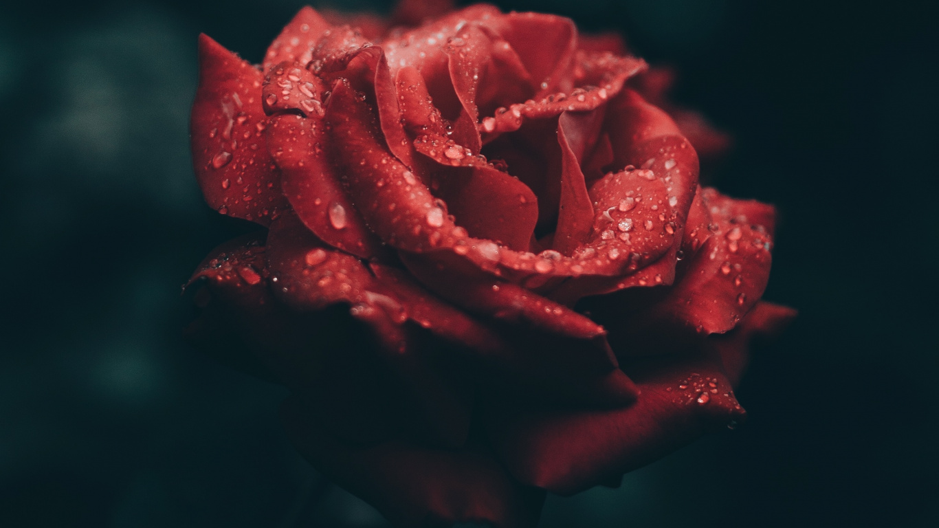 Rose Rouge en Photographie Rapprochée. Wallpaper in 1366x768 Resolution