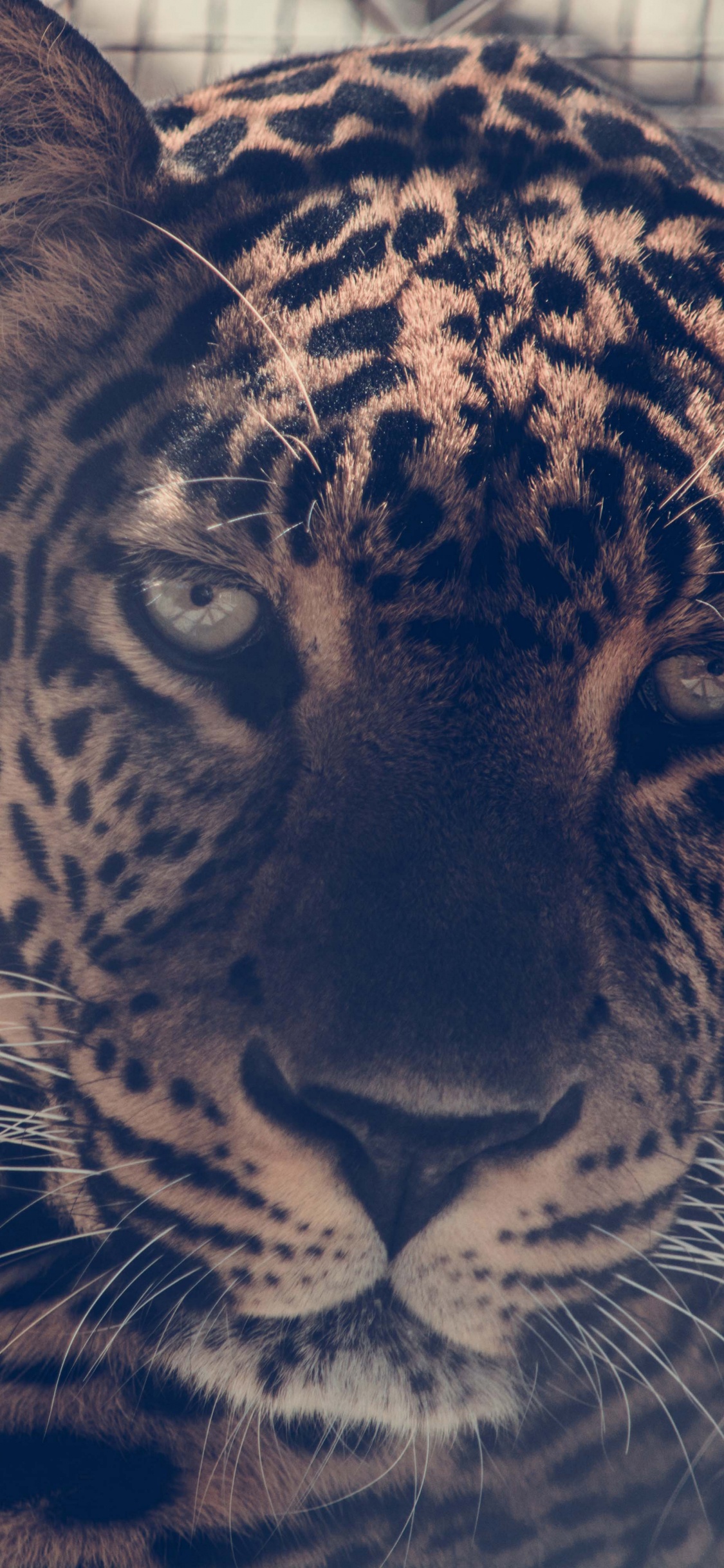 Leopardo Marrón y Negro en Jaula. Wallpaper in 1125x2436 Resolution