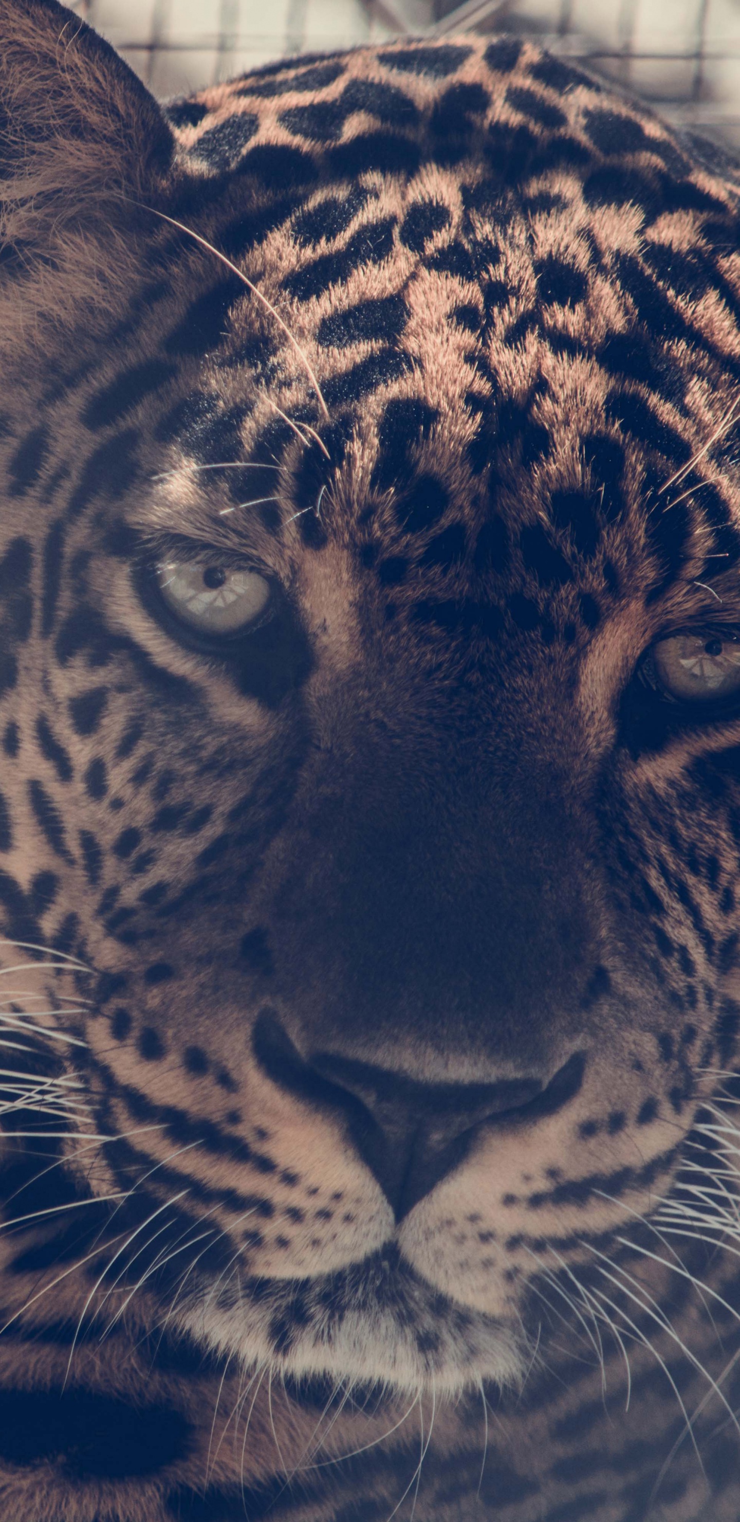 Leopardo Marrón y Negro en Jaula. Wallpaper in 1440x2960 Resolution