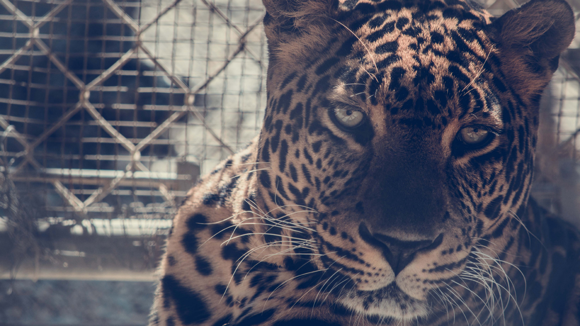 Leopardo Marrón y Negro en Jaula. Wallpaper in 1920x1080 Resolution