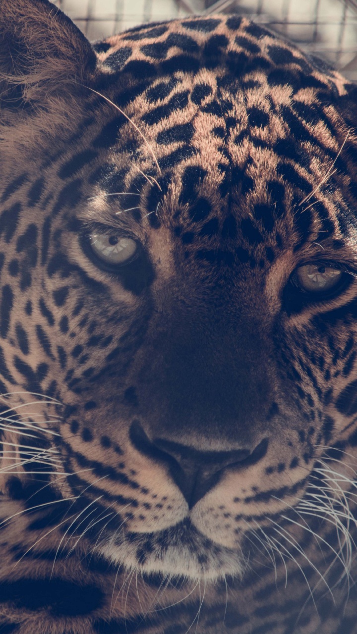 Leopardo Marrón y Negro en Jaula. Wallpaper in 720x1280 Resolution