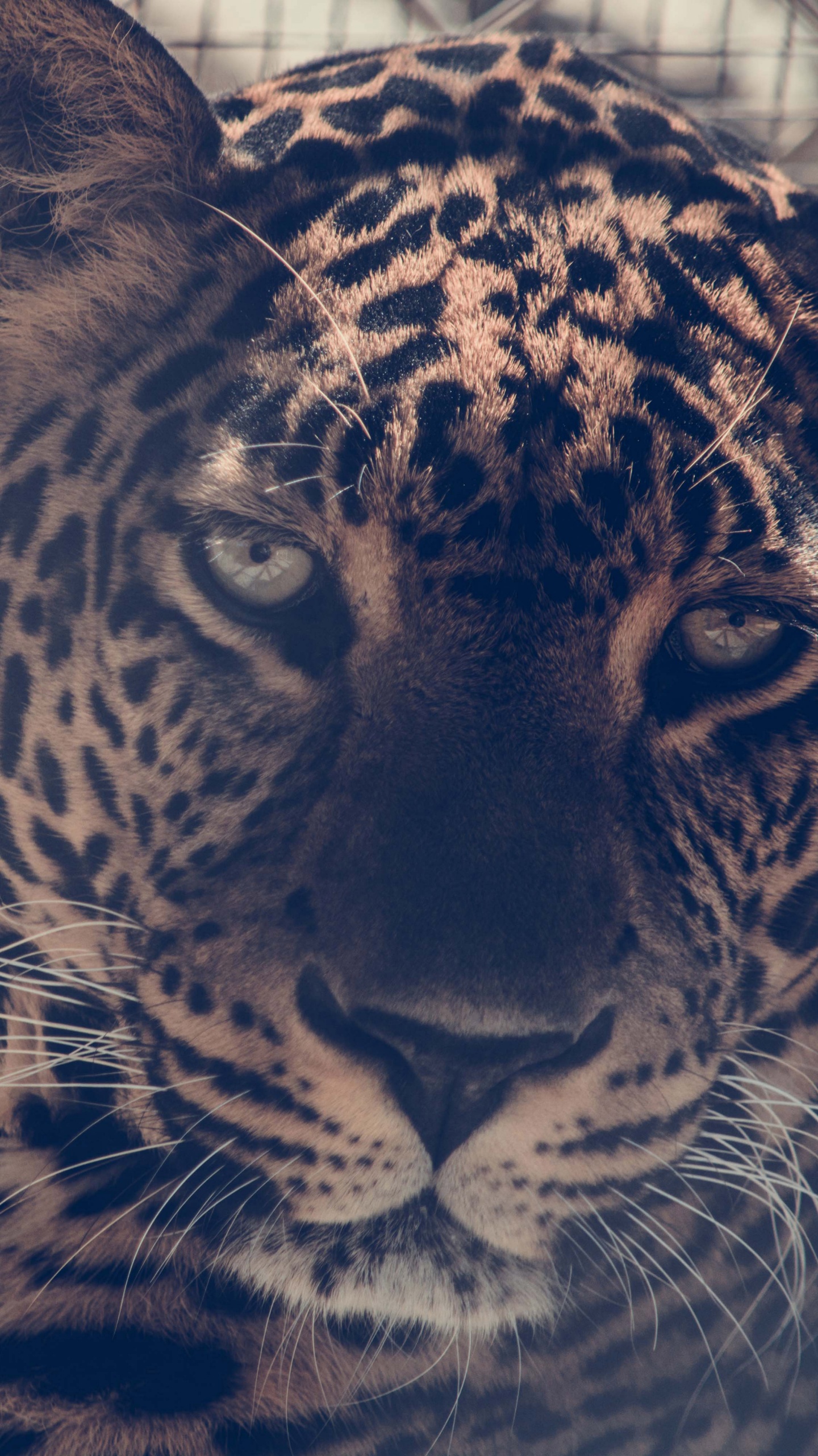 Brauner Und Schwarzer Leopard im Käfig. Wallpaper in 1440x2560 Resolution