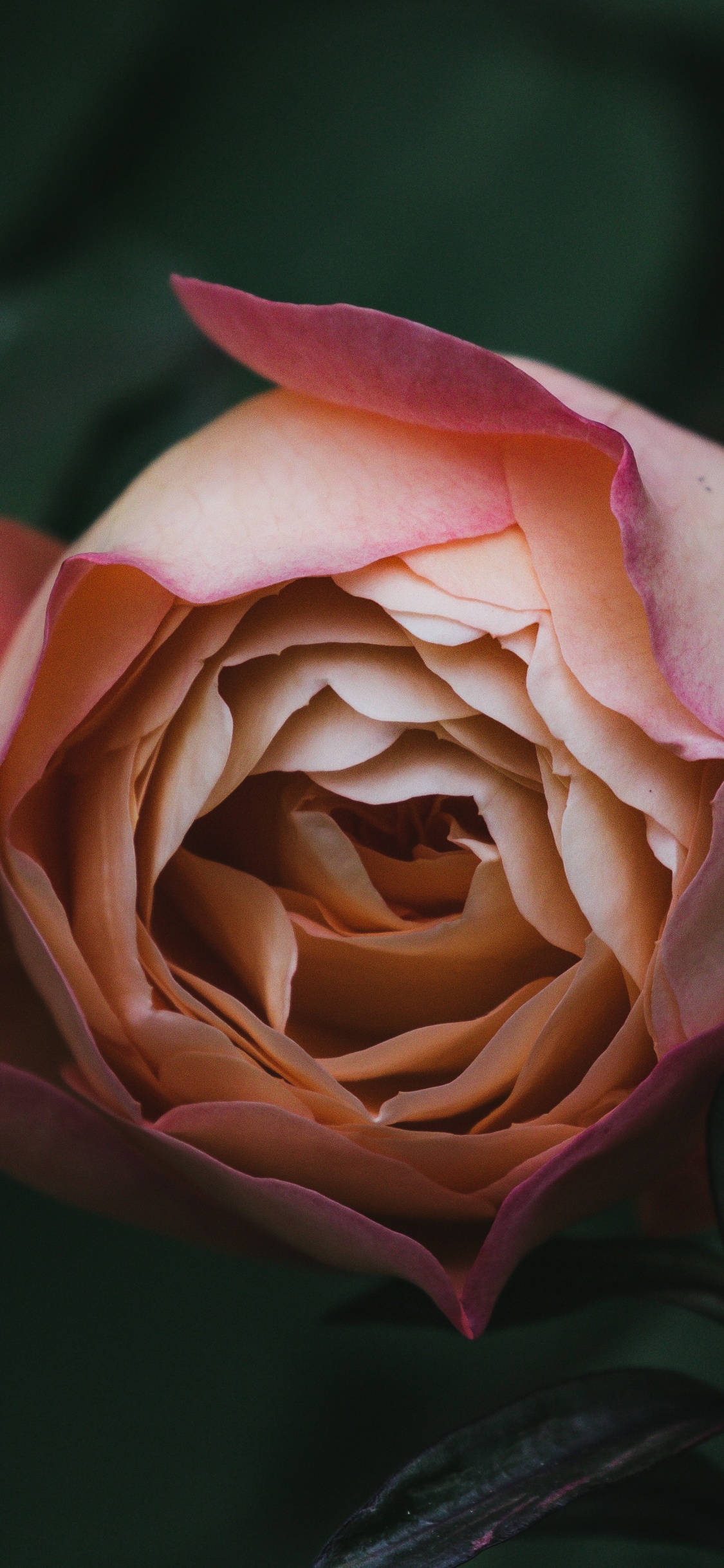 Pink Rose in Bloom Close up Photo. Wallpaper in 1125x2436 Resolution