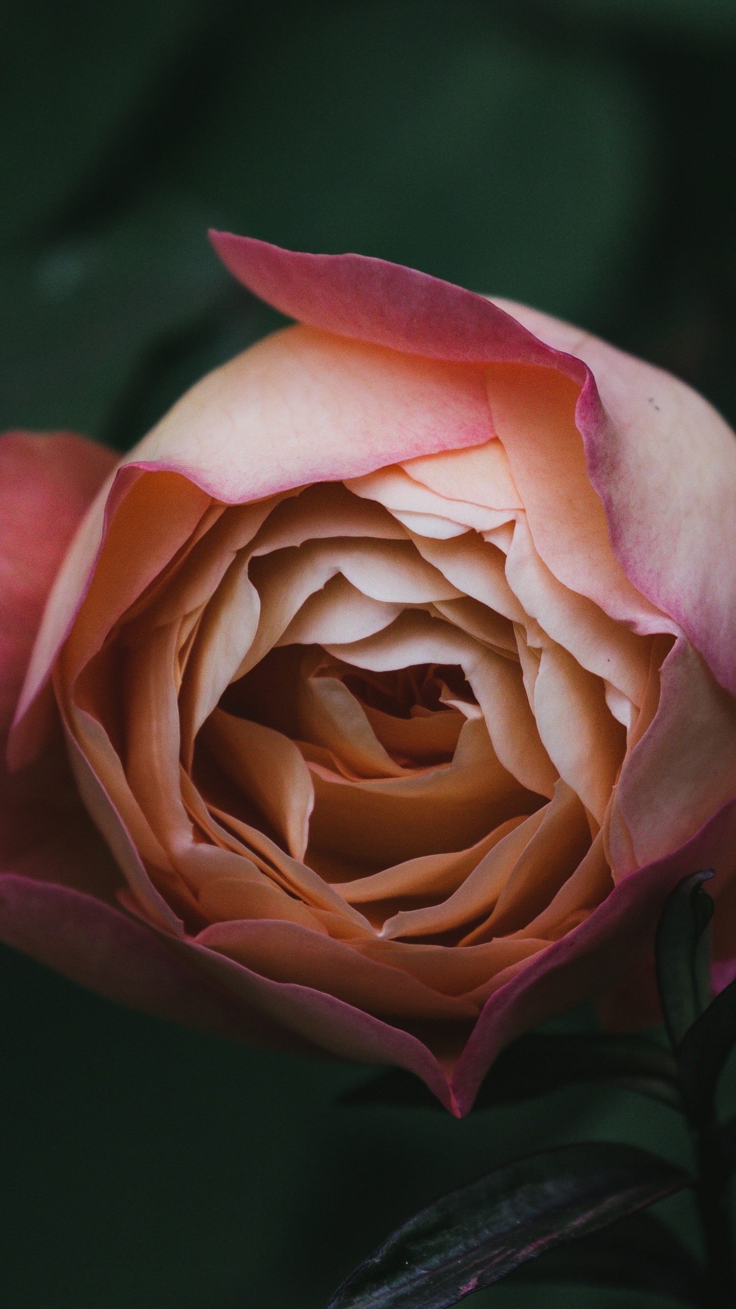 Pink Rose in Bloom Close up Photo. Wallpaper in 1440x2560 Resolution