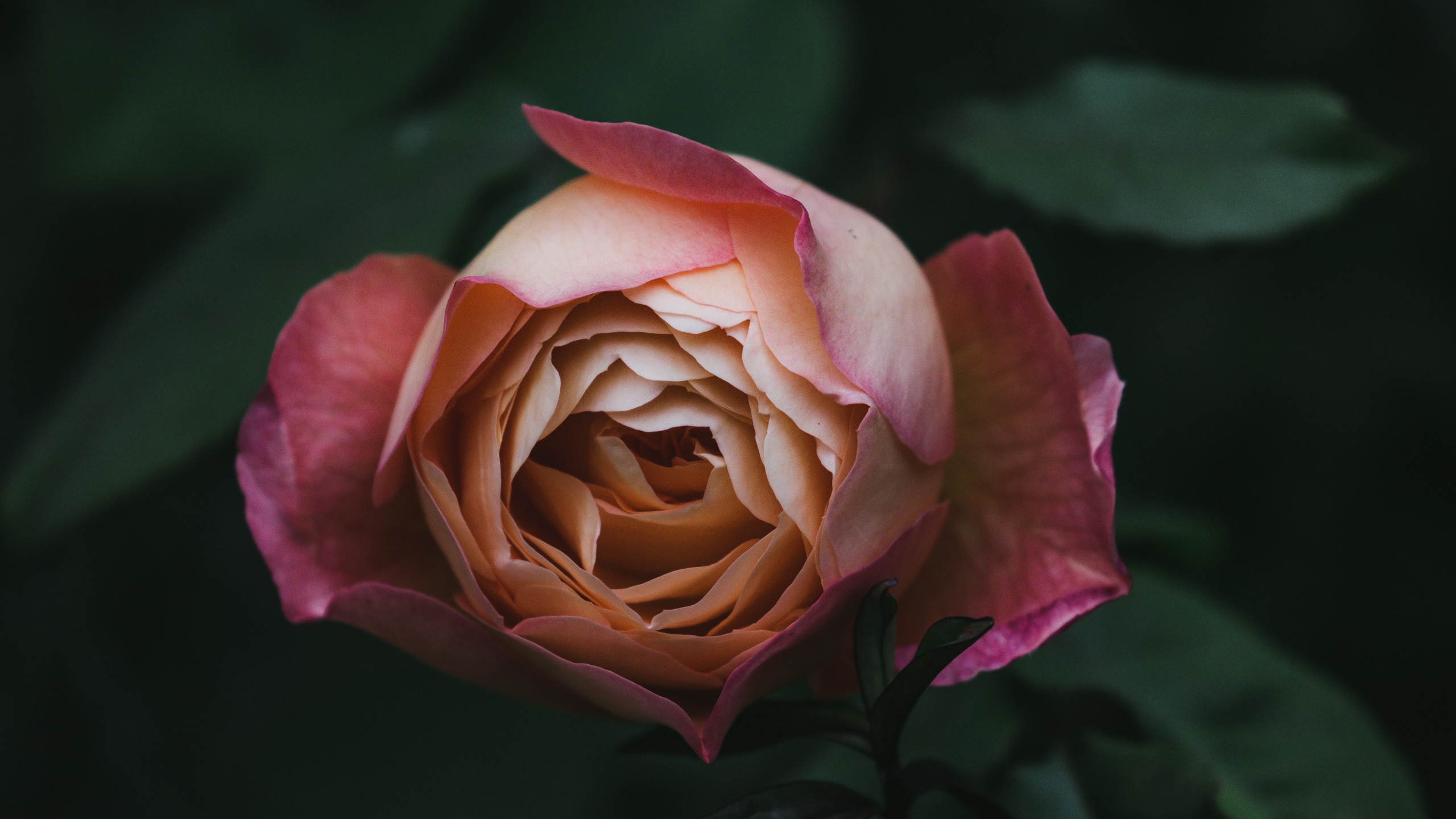 Pink Rose in Bloom Close up Photo. Wallpaper in 2560x1440 Resolution