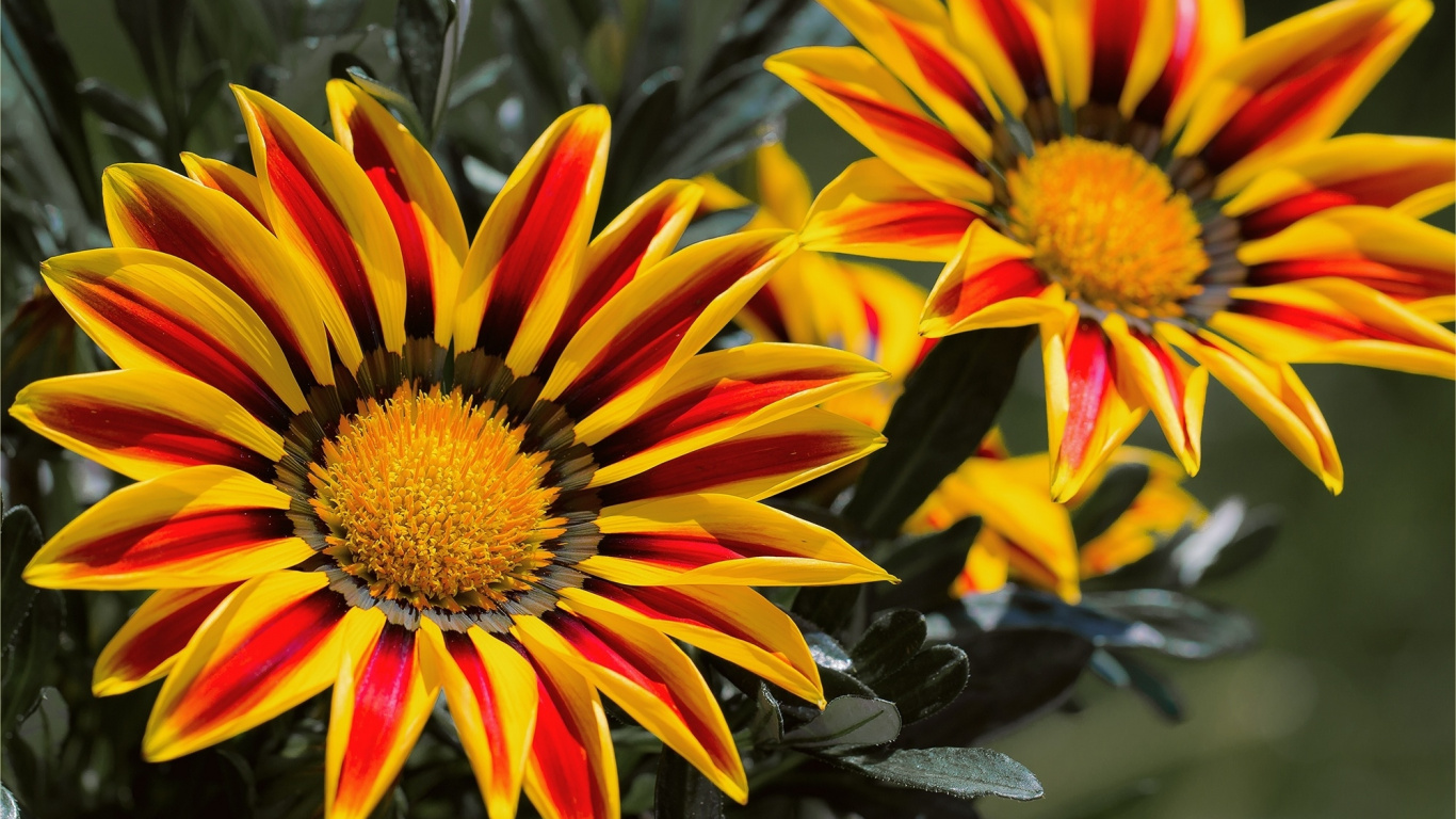 Gelbe Und Braune Blume in Tilt-Shift-Linse. Wallpaper in 1366x768 Resolution