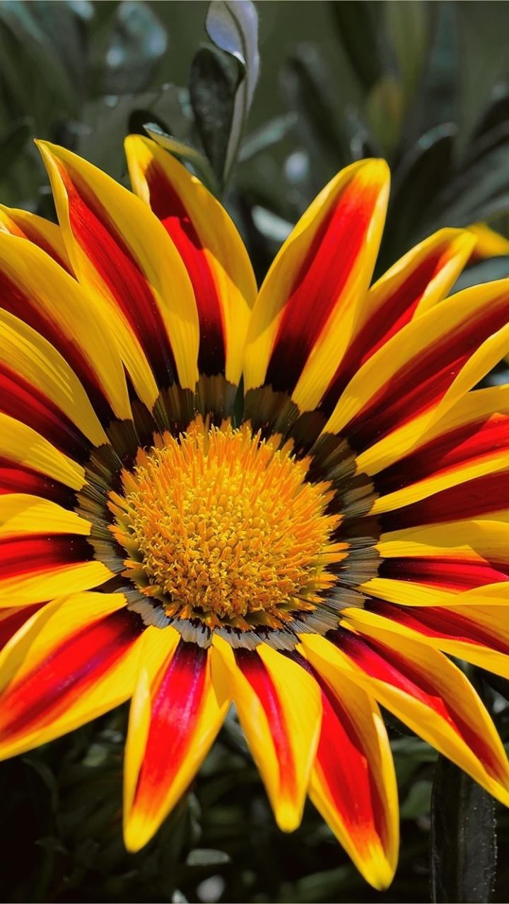 Gelbe Und Braune Blume in Tilt-Shift-Linse. Wallpaper in 720x1280 Resolution