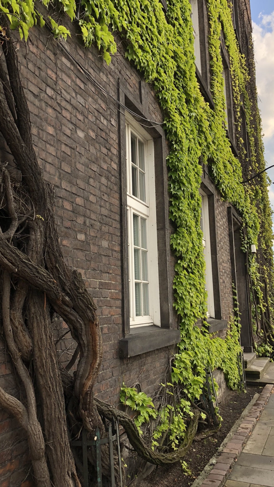 Baum, Biologie, Wissenschaft, Gr, Fenster. Wallpaper in 1080x1920 Resolution