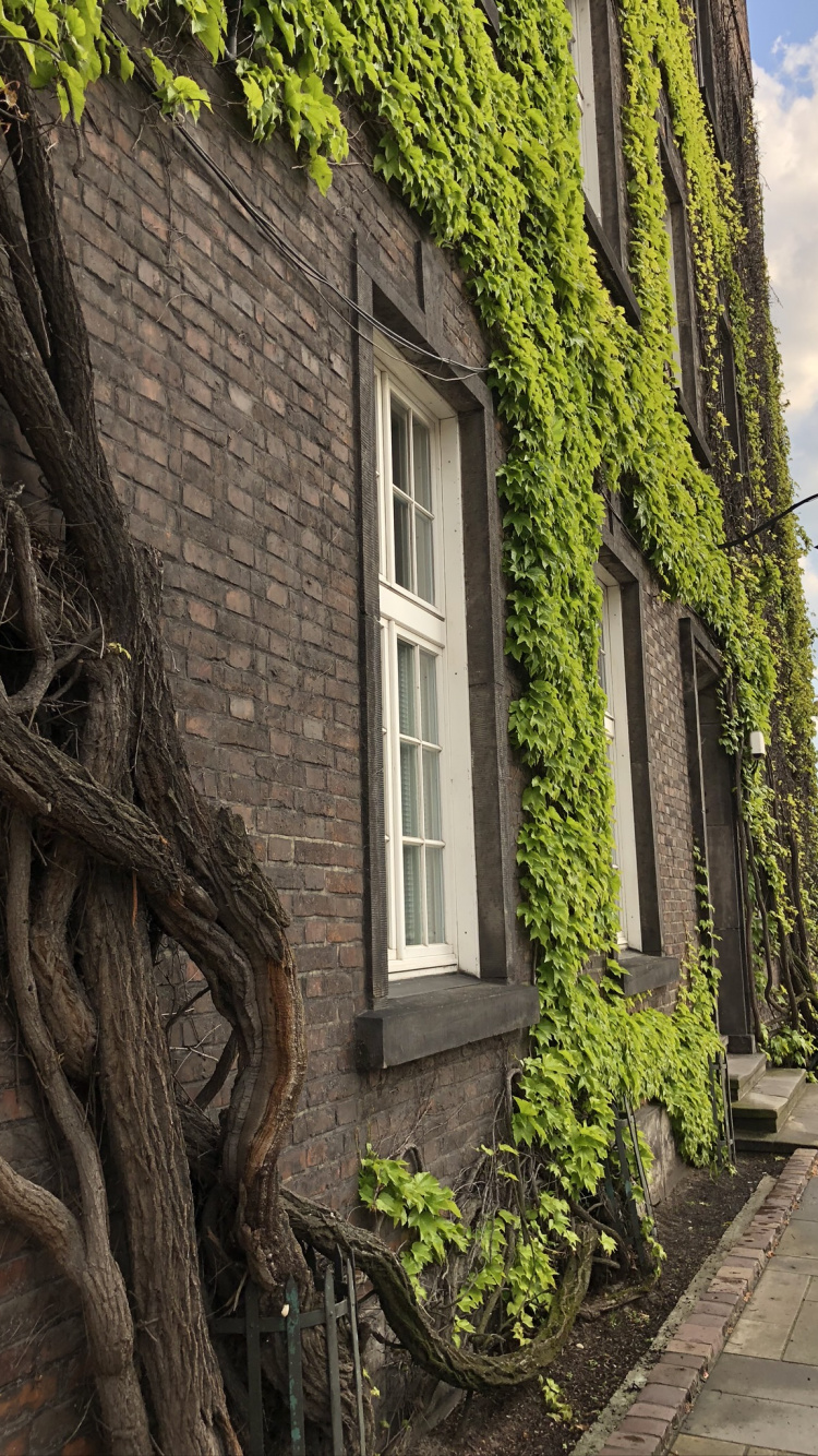 Baum, Biologie, Wissenschaft, Gr, Fenster. Wallpaper in 750x1334 Resolution