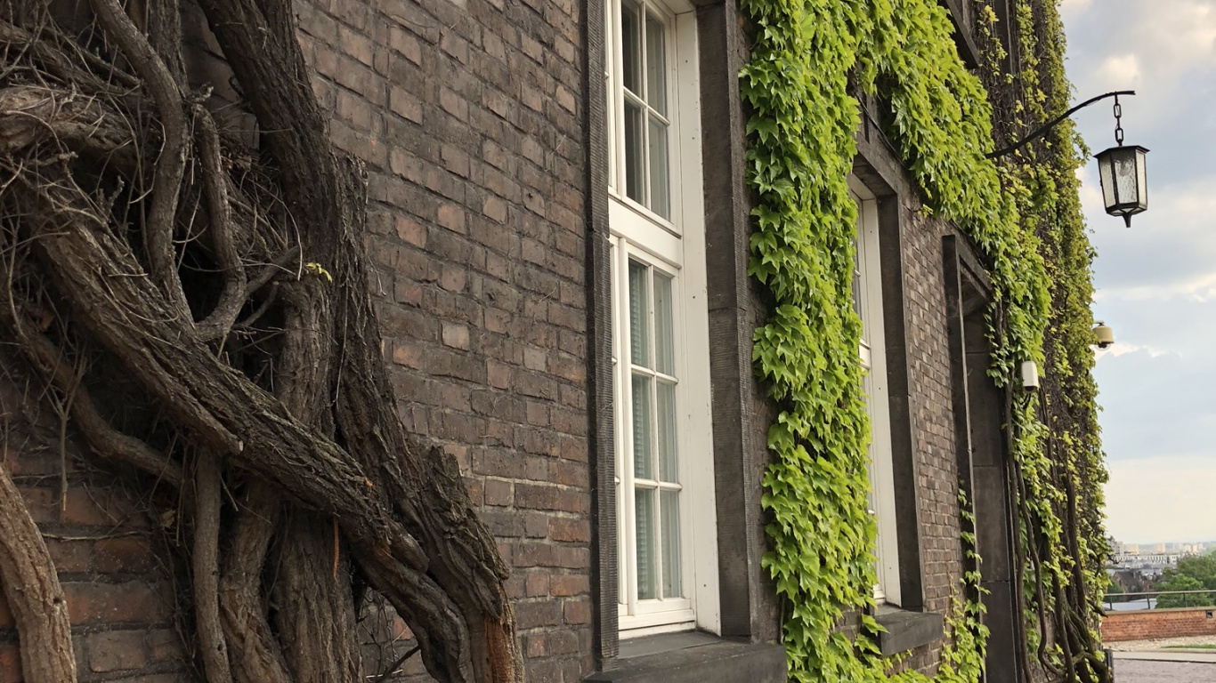 Tree, Biology, Science, Green, Window. Wallpaper in 1366x768 Resolution