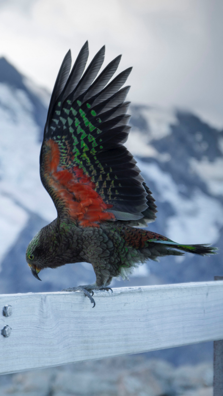 Red Green and Black Bird on White Fence During Daytime. Wallpaper in 750x1334 Resolution