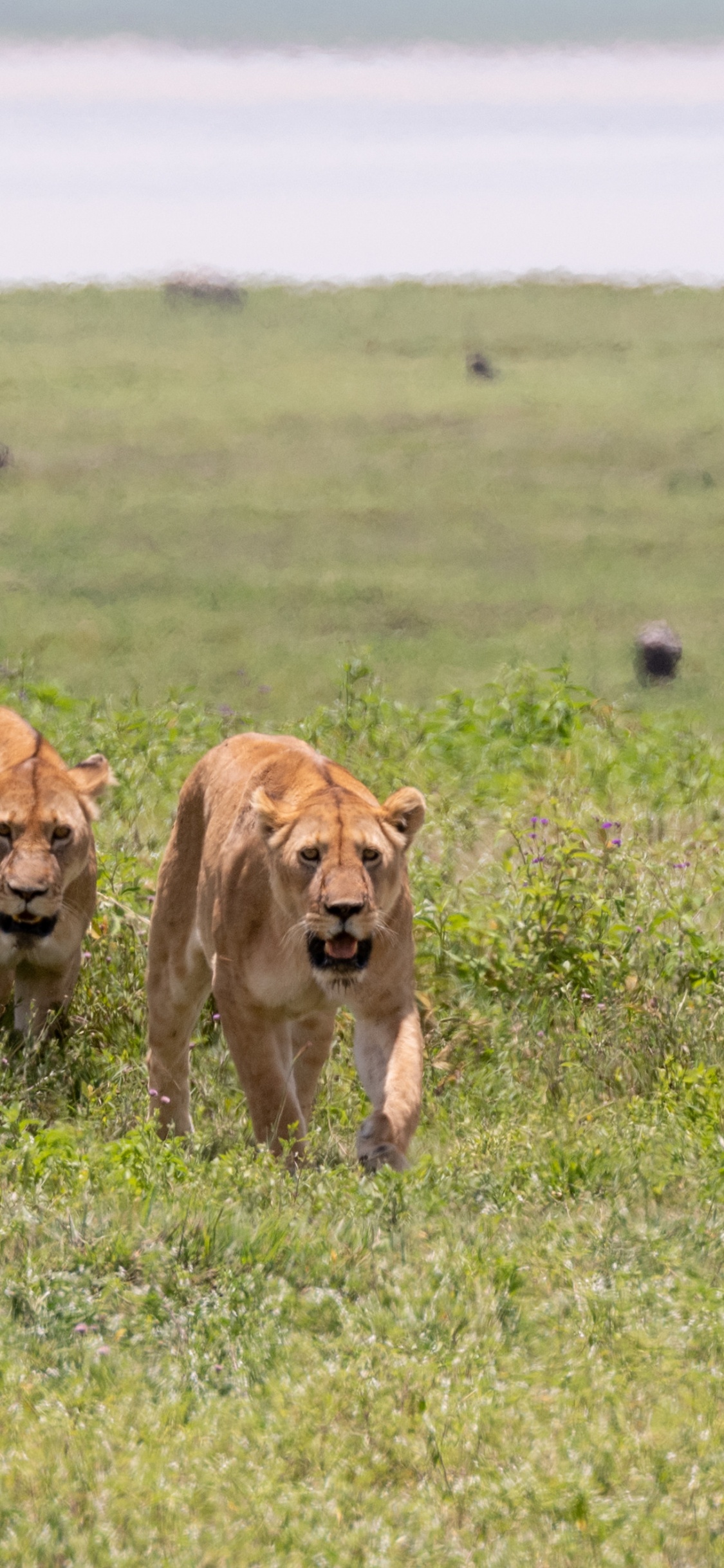 Fauna, Leones, East African Lion, Leopard, Los Carnívoros. Wallpaper in 1125x2436 Resolution