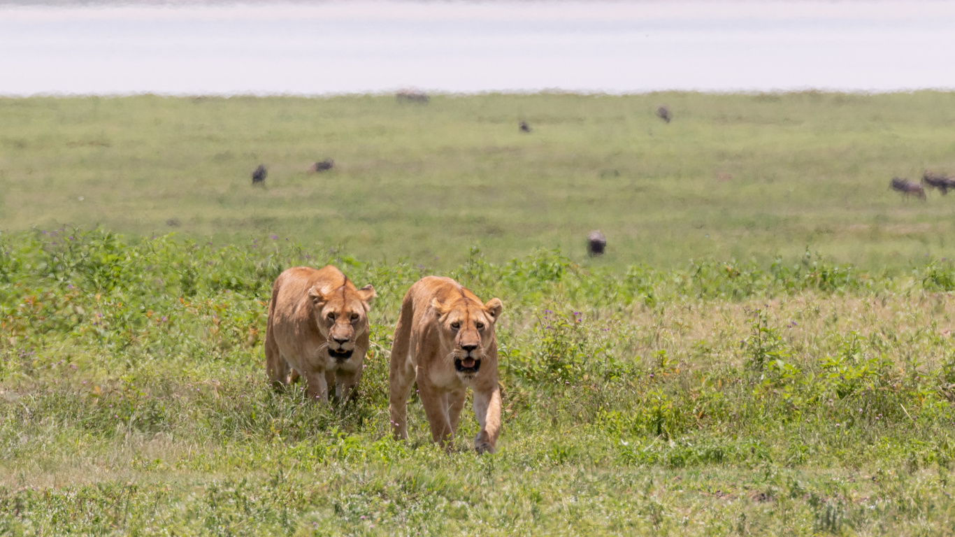 Fauna, Leones, East African Lion, Leopard, Los Carnívoros. Wallpaper in 1366x768 Resolution