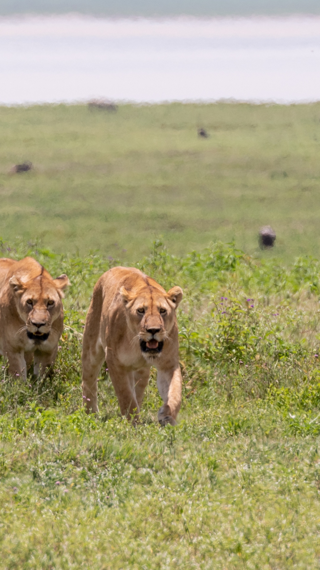 Tierwelt, Lion, East African Lion, Leopard, Fleischfresser. Wallpaper in 1080x1920 Resolution