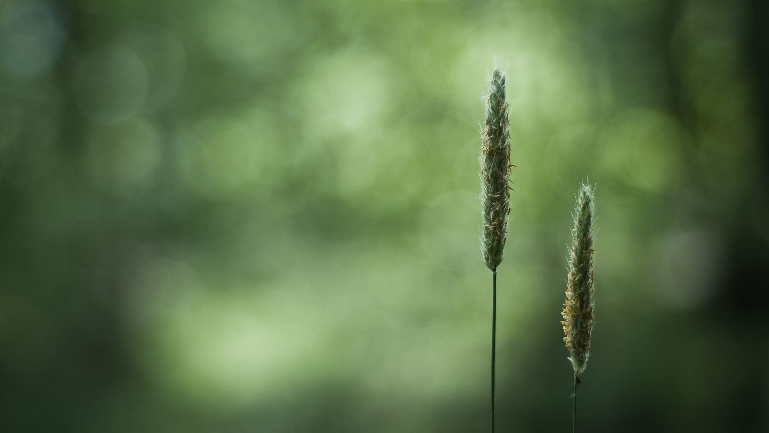 Green Plant in Tilt Shift Lens. Wallpaper in 2560x1440 Resolution