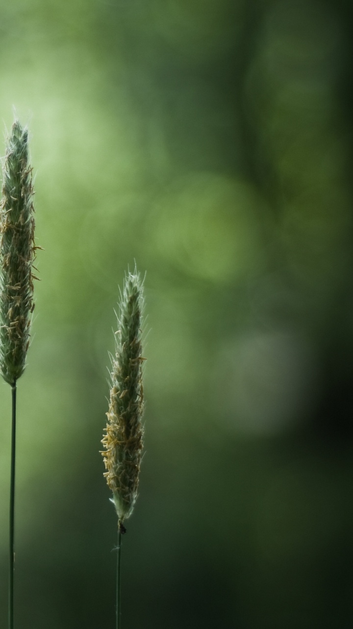 Green Plant in Tilt Shift Lens. Wallpaper in 720x1280 Resolution