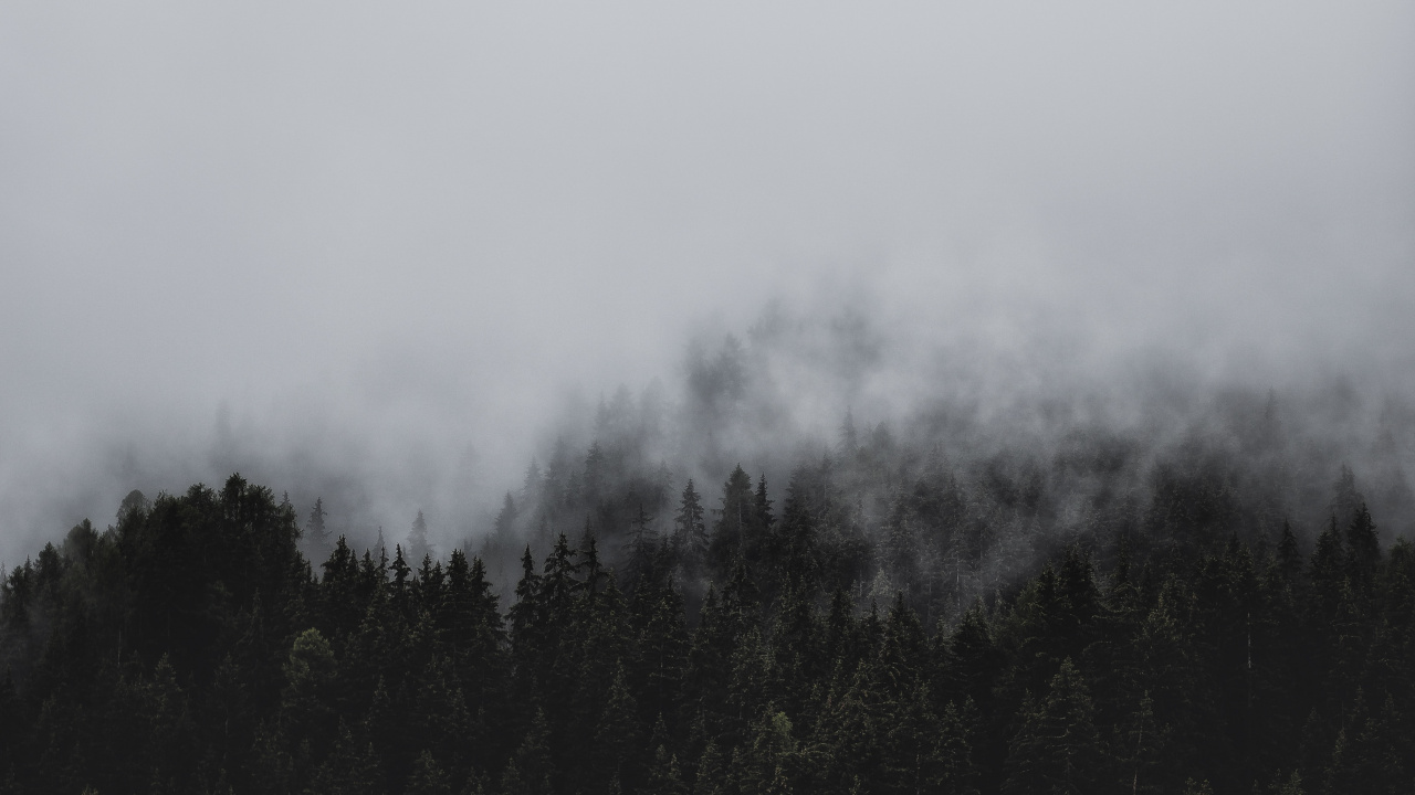 Fog, Tree, Wilderness, Mountain, Highland. Wallpaper in 1280x720 Resolution