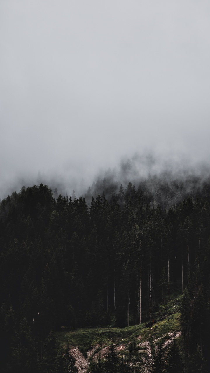 Fog, Tree, Wilderness, Mountain, Highland. Wallpaper in 720x1280 Resolution