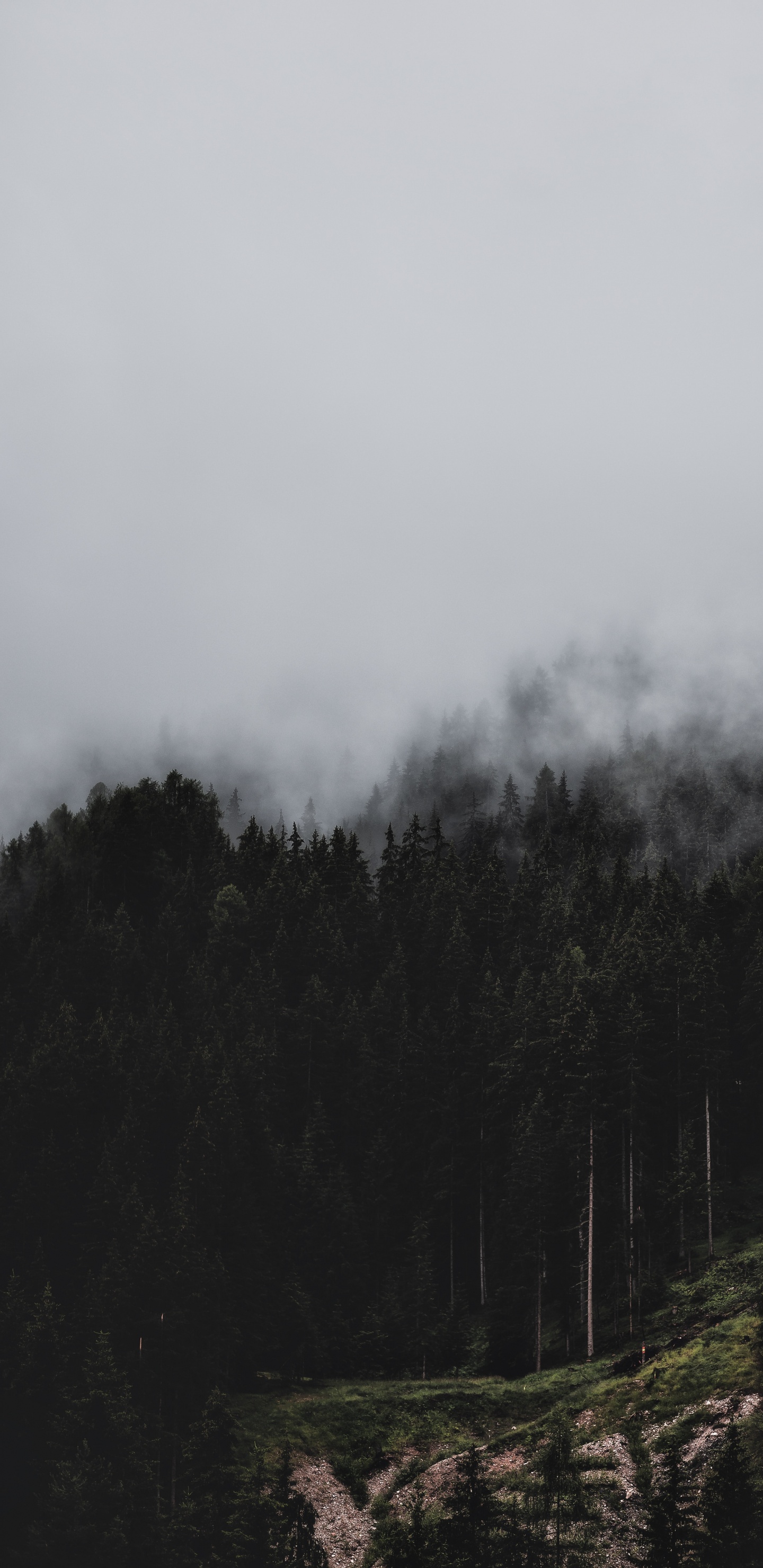 Nebel, Baum, Wildnis, Hochland, Cloud. Wallpaper in 1440x2960 Resolution