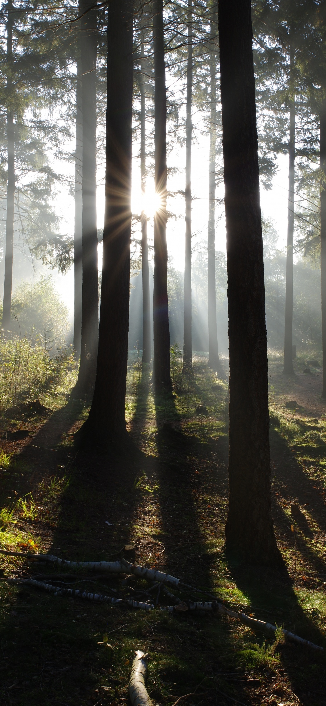 Natur, Baum, Wald, Atmosphäre, Ökoregion. Wallpaper in 1125x2436 Resolution