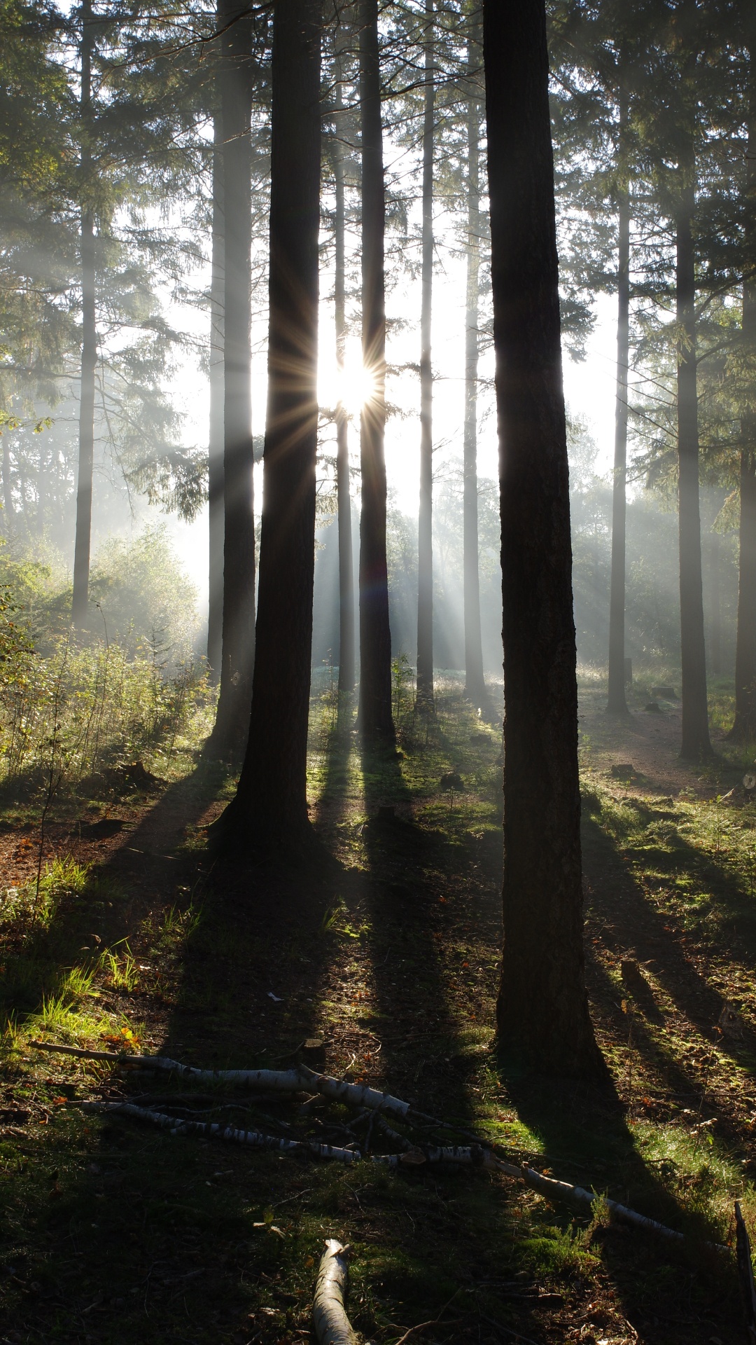 Nature, Forêt, Atmosphère, L'écorégion, Paysage Naturel. Wallpaper in 1080x1920 Resolution