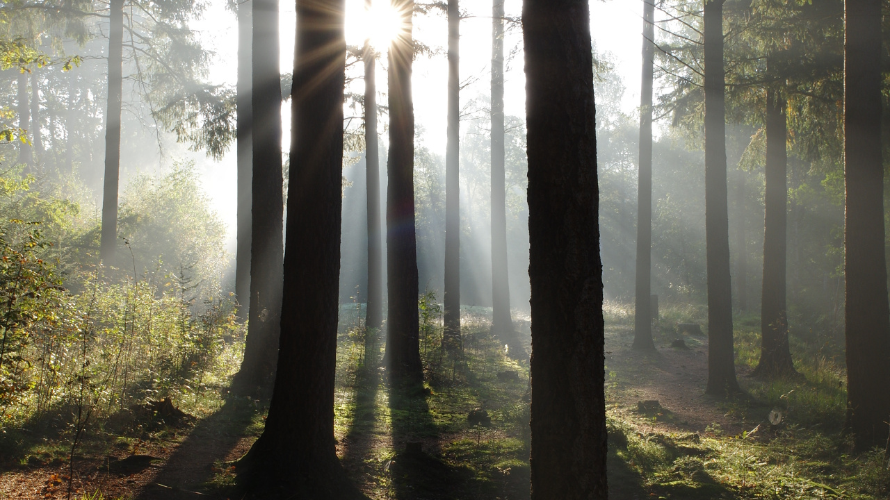 Nature, Forêt, Atmosphère, L'écorégion, Paysage Naturel. Wallpaper in 1280x720 Resolution