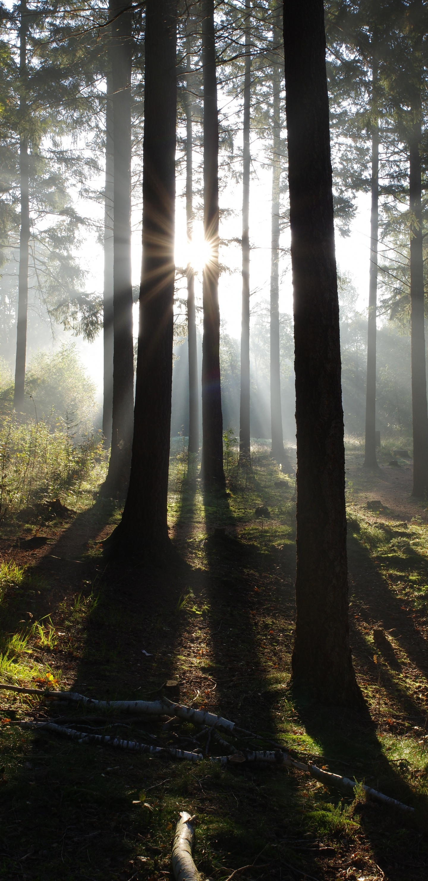 Nature, Forêt, Atmosphère, L'écorégion, Paysage Naturel. Wallpaper in 1440x2960 Resolution