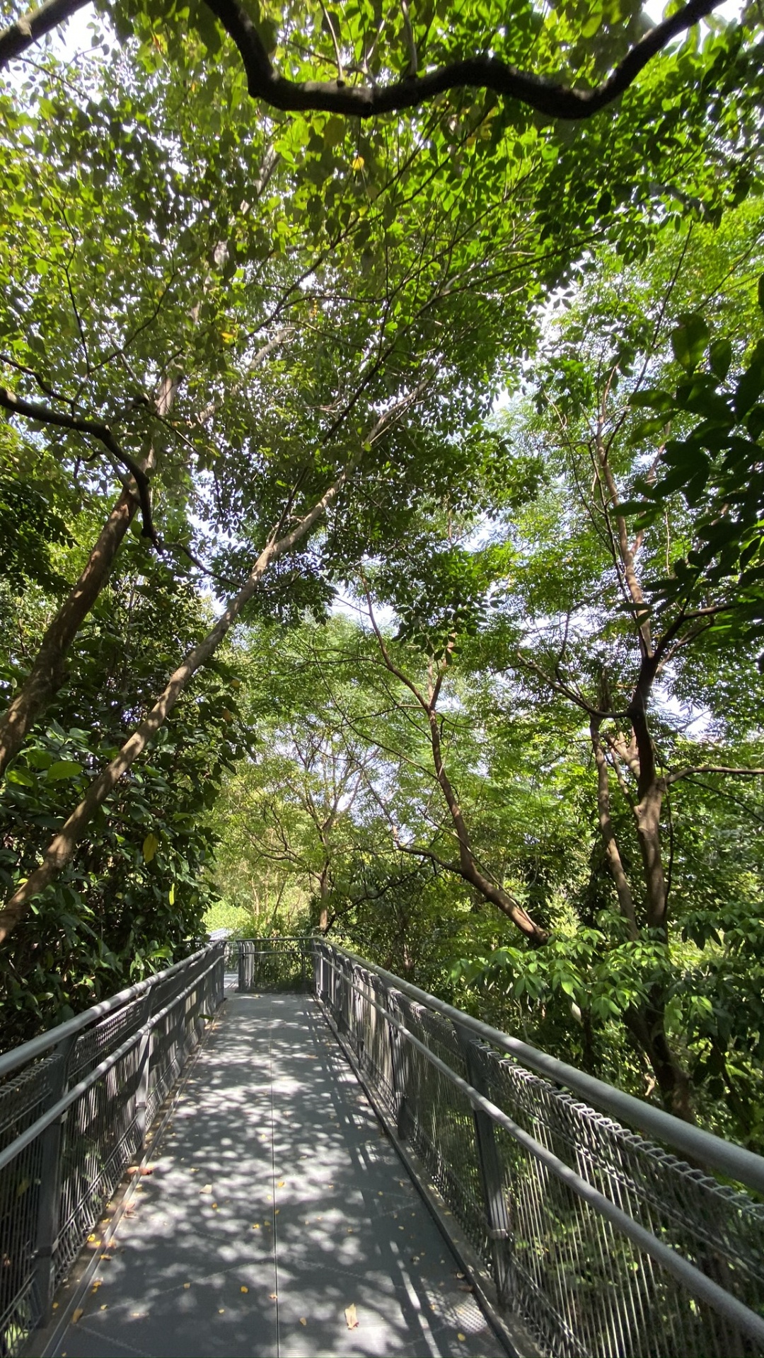 Natur, Brücke, Naturschutzgebiet, Wald, Baldachin Gehweg. Wallpaper in 1080x1920 Resolution