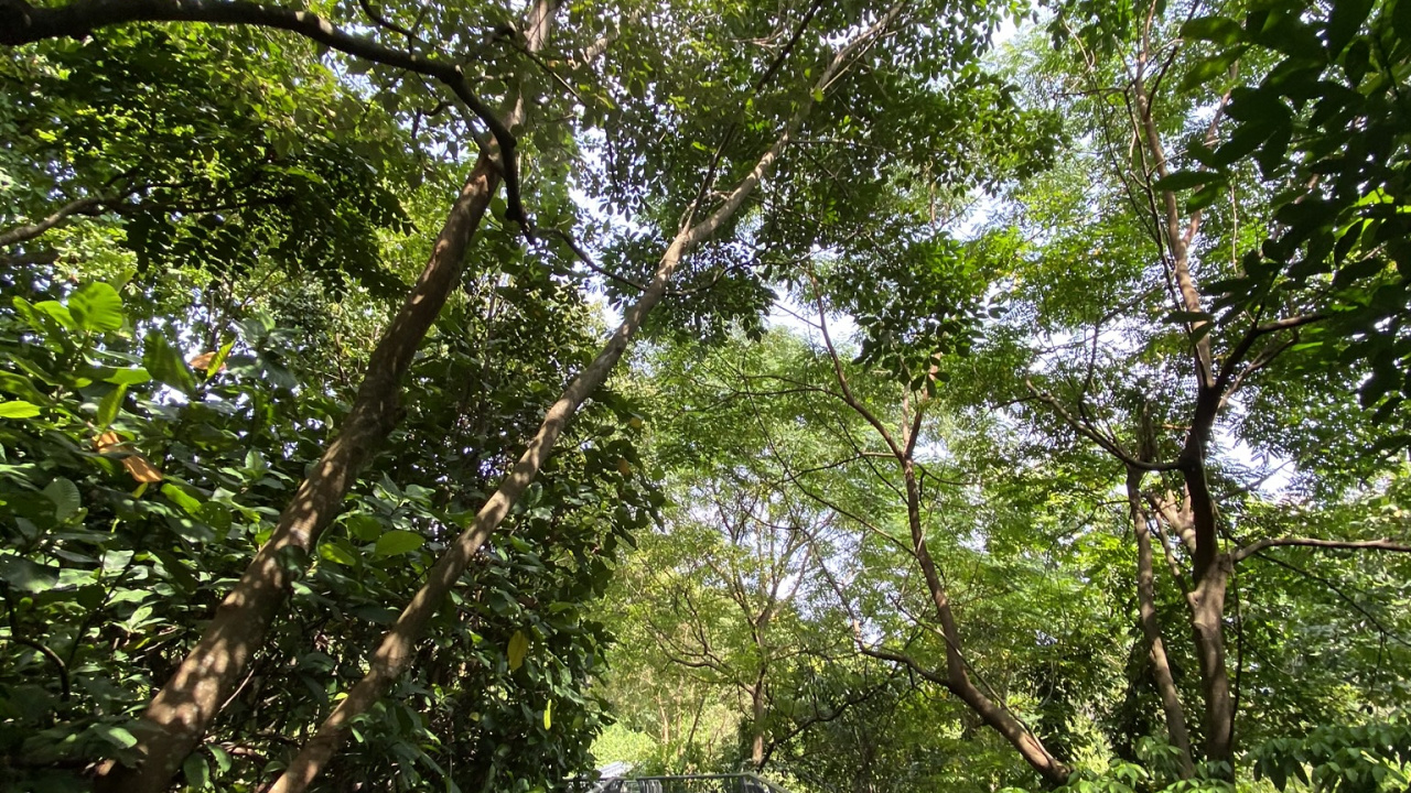 性质, 自然保护区, 森林, 人行道, 丛林 壁纸 1280x720 允许