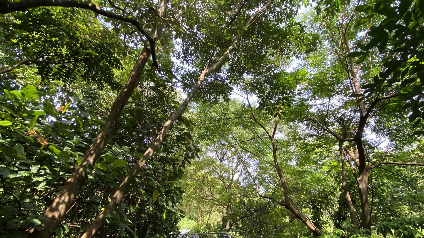 性质, 自然保护区, 森林, 人行道, 丛林 壁纸 1366x768 允许