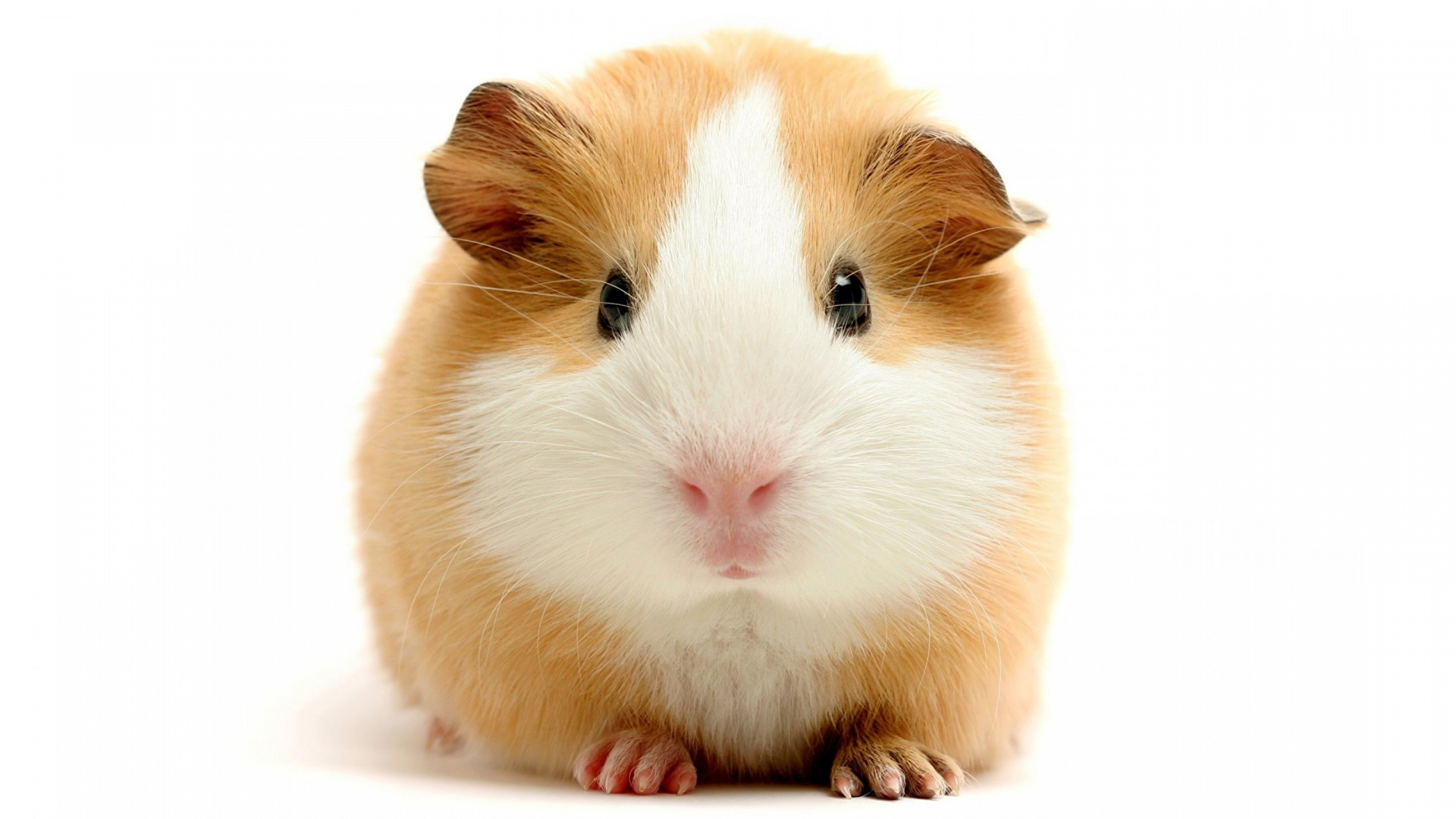 Brown and White Guinea Pig. Wallpaper in 1920x1080 Resolution