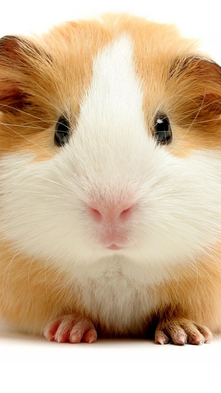 Cochon D'inde Marron et Blanc. Wallpaper in 720x1280 Resolution