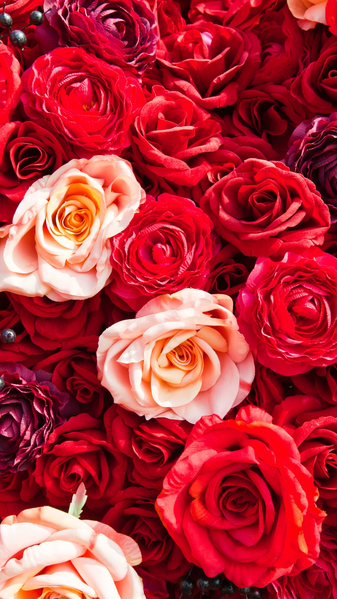 Bouquet de Roses Rouges et Blanches. Wallpaper in 1080x1920 Resolution