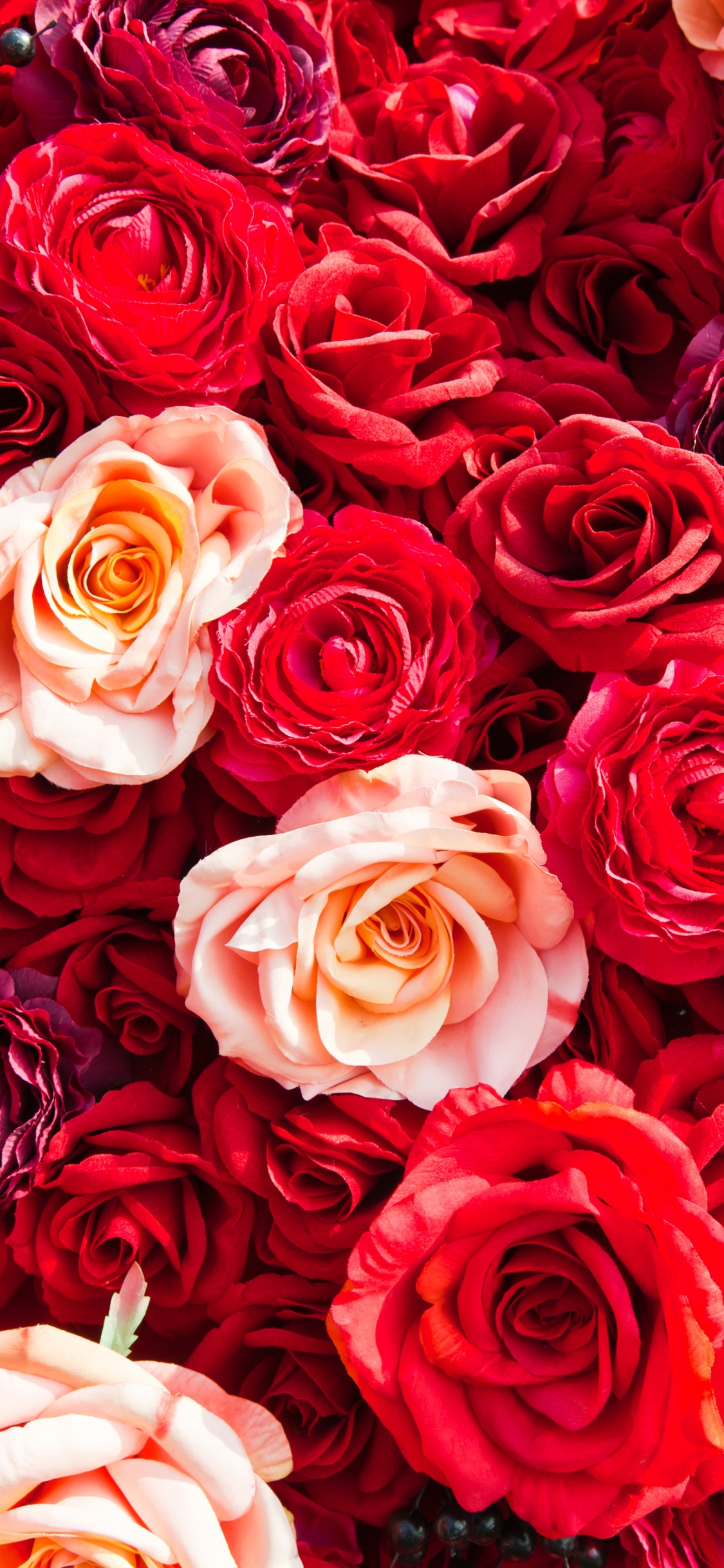 Bouquet de Roses Rouges et Blanches. Wallpaper in 1125x2436 Resolution