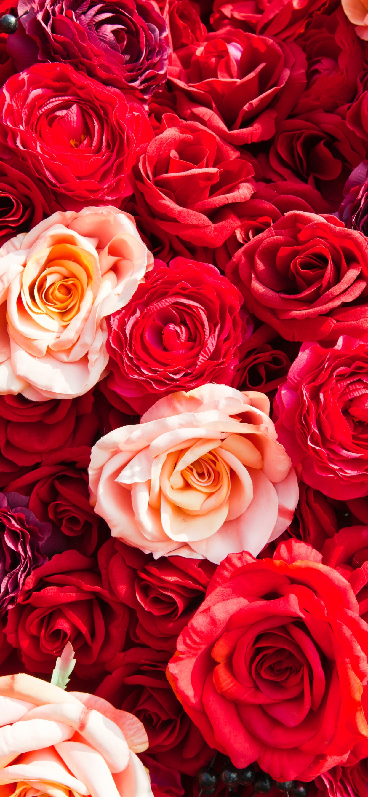 Bouquet de Roses Rouges et Blanches. Wallpaper in 1242x2688 Resolution