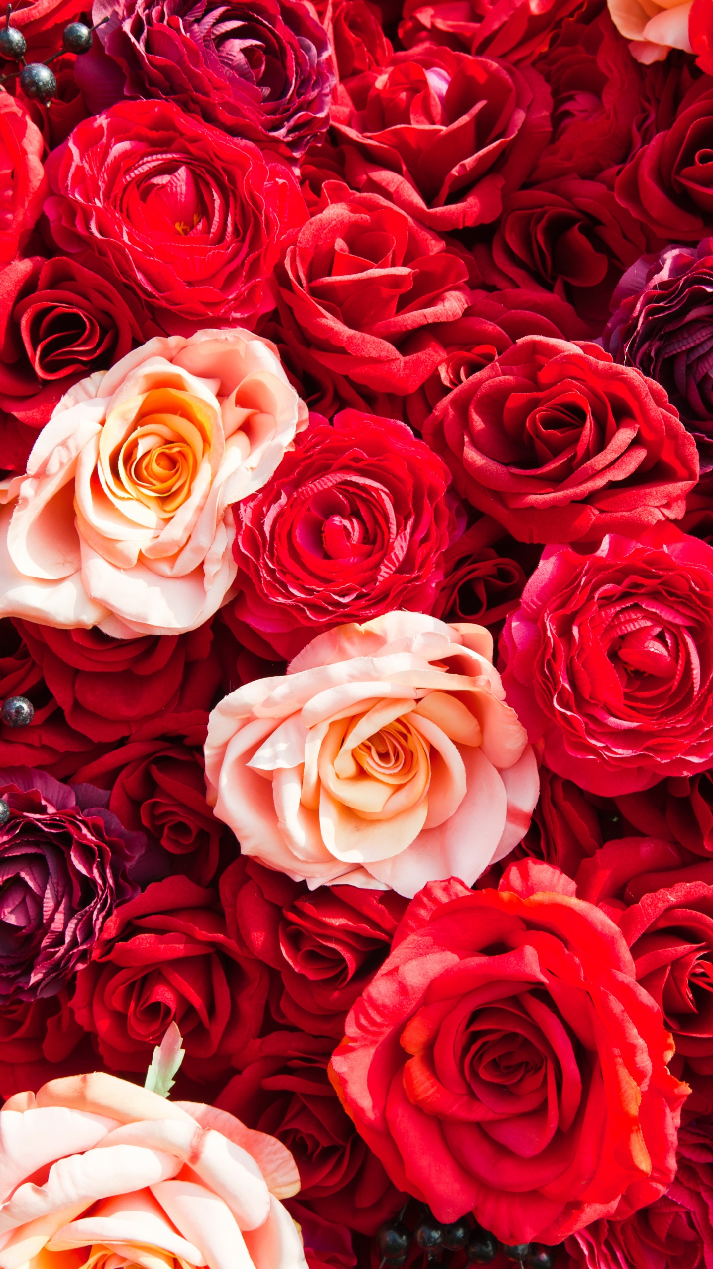 Bouquet de Roses Rouges et Blanches. Wallpaper in 1440x2560 Resolution